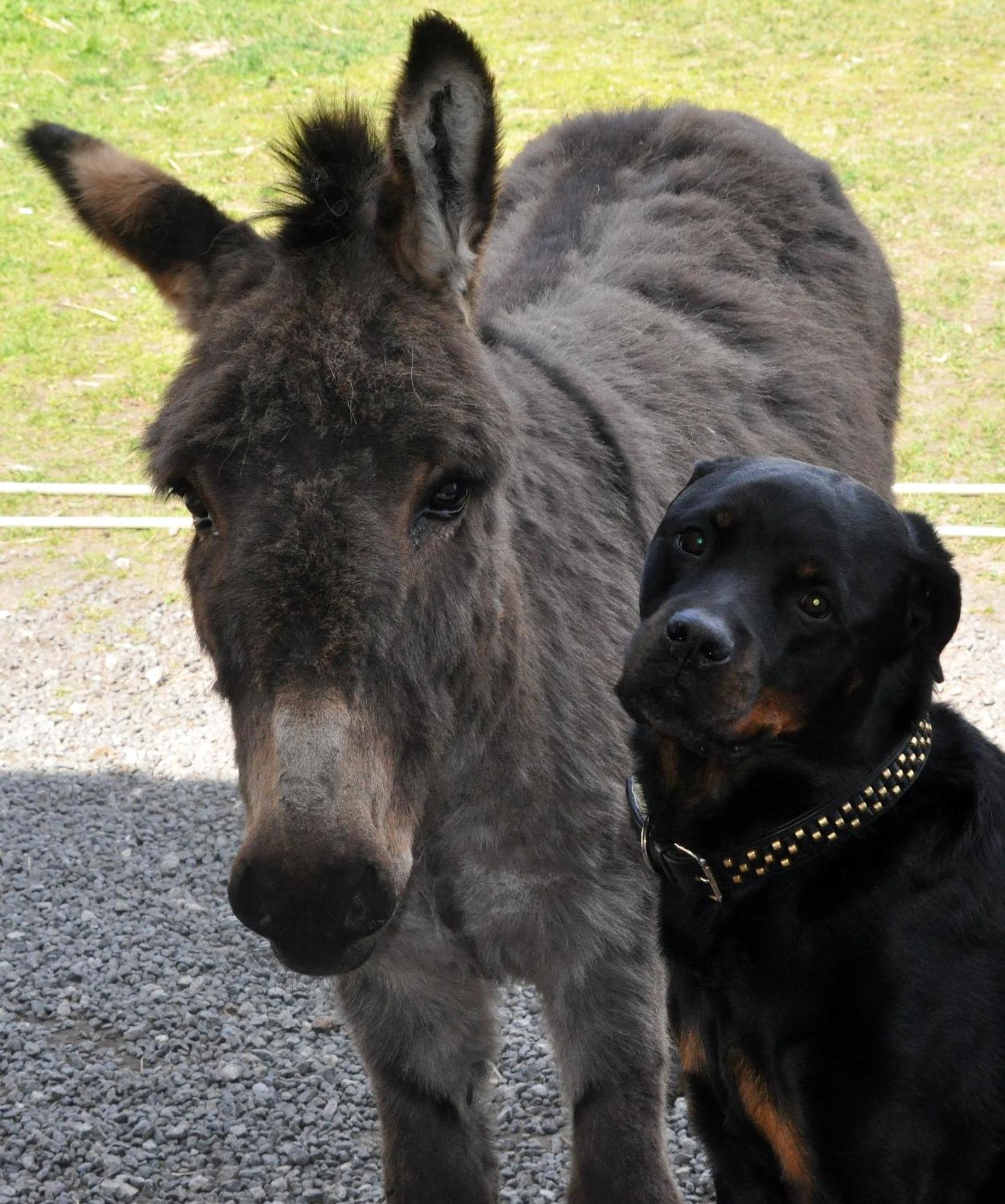 Nordkap Farm Holiday & Hostel Bindslev エクステリア 写真